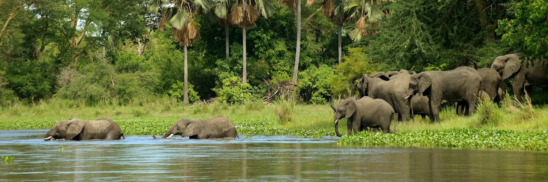 Wildlife holidays. Национальный парк Ньика Малави. Малави нац парк Ливонде. Национальный парк Малави фауна.