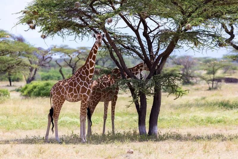 The giraffes usually eat from trees