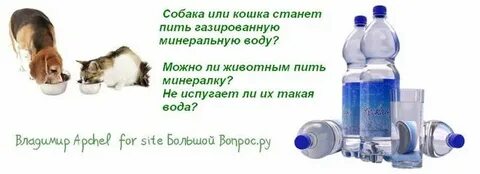 Можно ли пить собаке