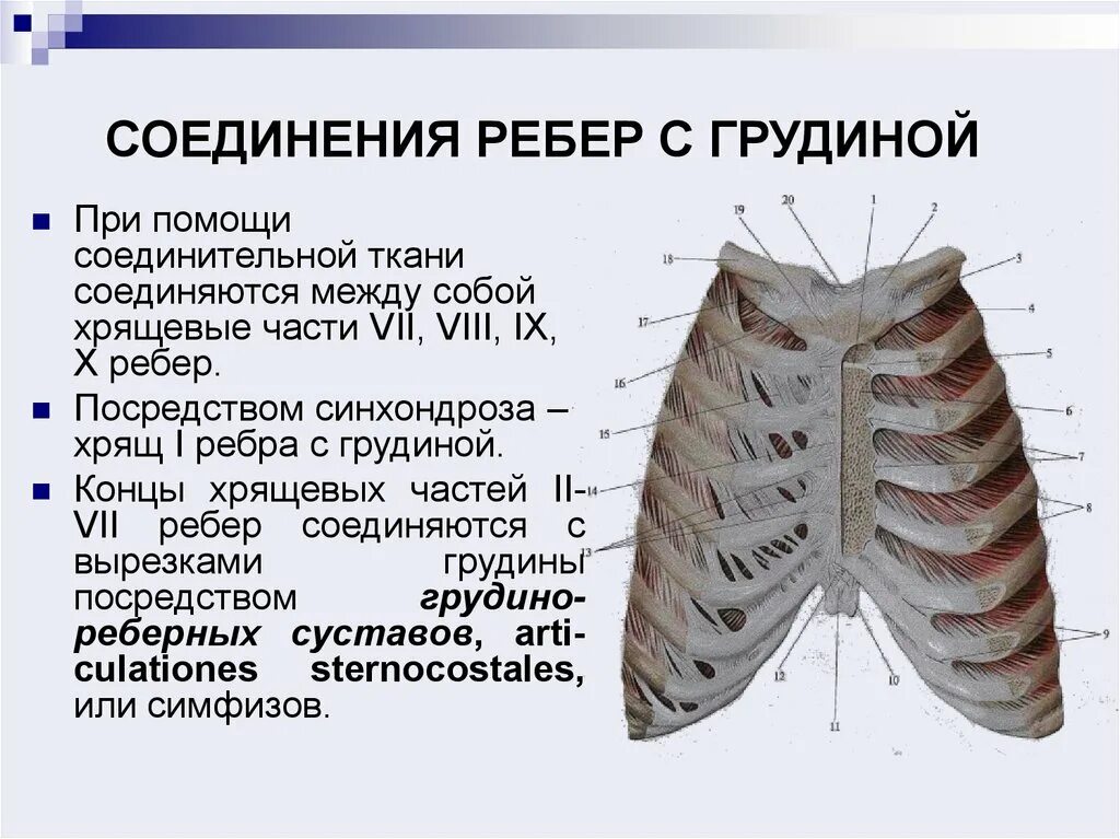 Ребро тип соединения. Гридинно реберный сустав. Грудная клетка реберные хрящи. Соединение ребер с позвонками и грудиной. Грудино реберный синхондроз.