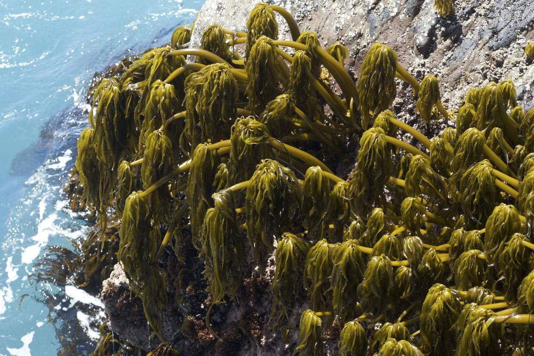 Ламинария это бурая водоросль. Келп бурая водоросль. Водоросли келп ламинариевые. Ламинария келп. Исландский келп морские водоросли.