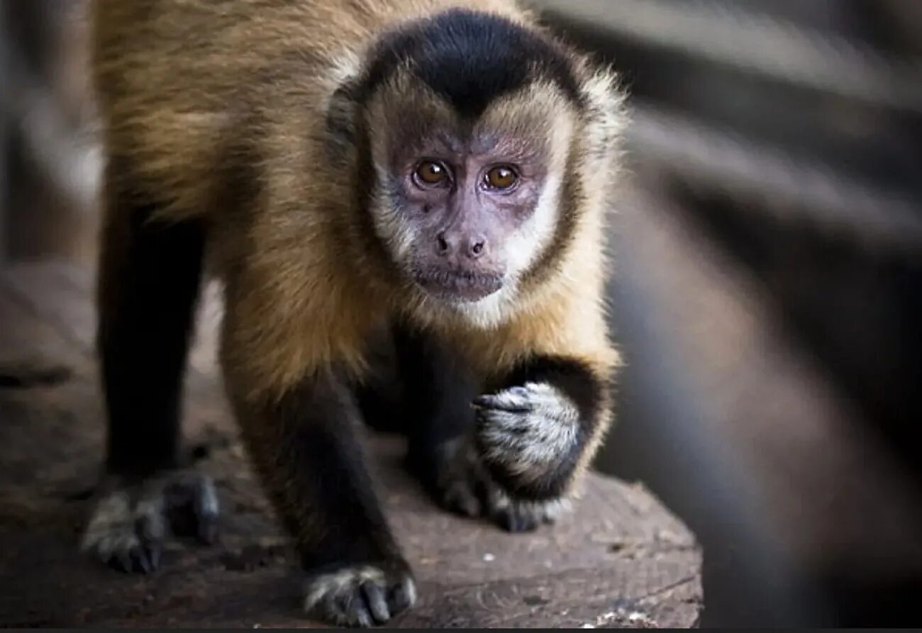Monkey calling