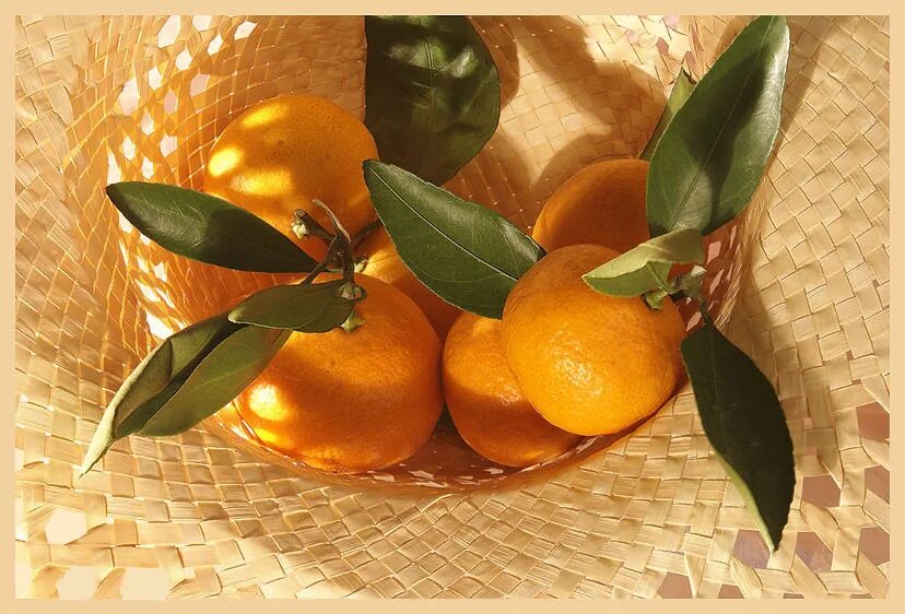 Мандариновое солнце. Мандарины оранжевое настроение. Мандариновое настроение картинки. Клементины. Коллаж с мандаринами.
