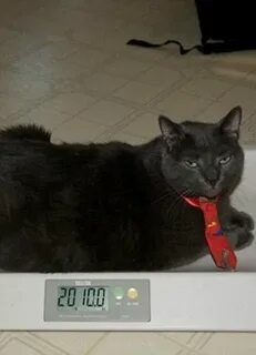 Смог кот