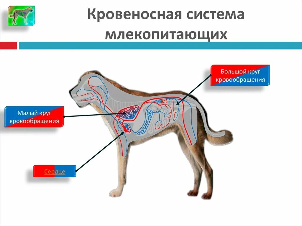 Кровеносаясисема система млекопитающих. Кровеносная система собаки схема. Внутреннее строение млекопитающих кровеносная система. Схема кровеносной системы млекопитающих 7 класс. Млекопитающие кровообращение и дыхание