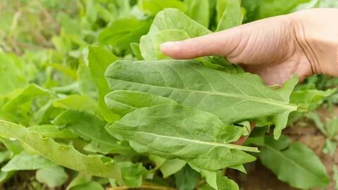 Щавель: полезные свойства, противопоказания, рецепты, использование в медицине, 