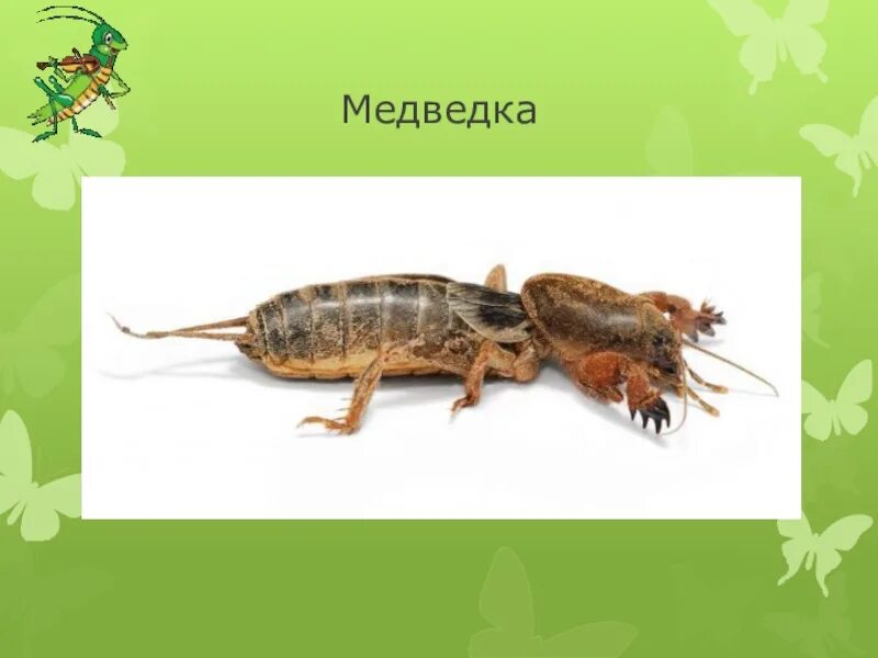 Медведка насекомое. Капустянка медведка. Прямокрылые медведка. Капустник жук медведка. Медведка насекомое личинка.