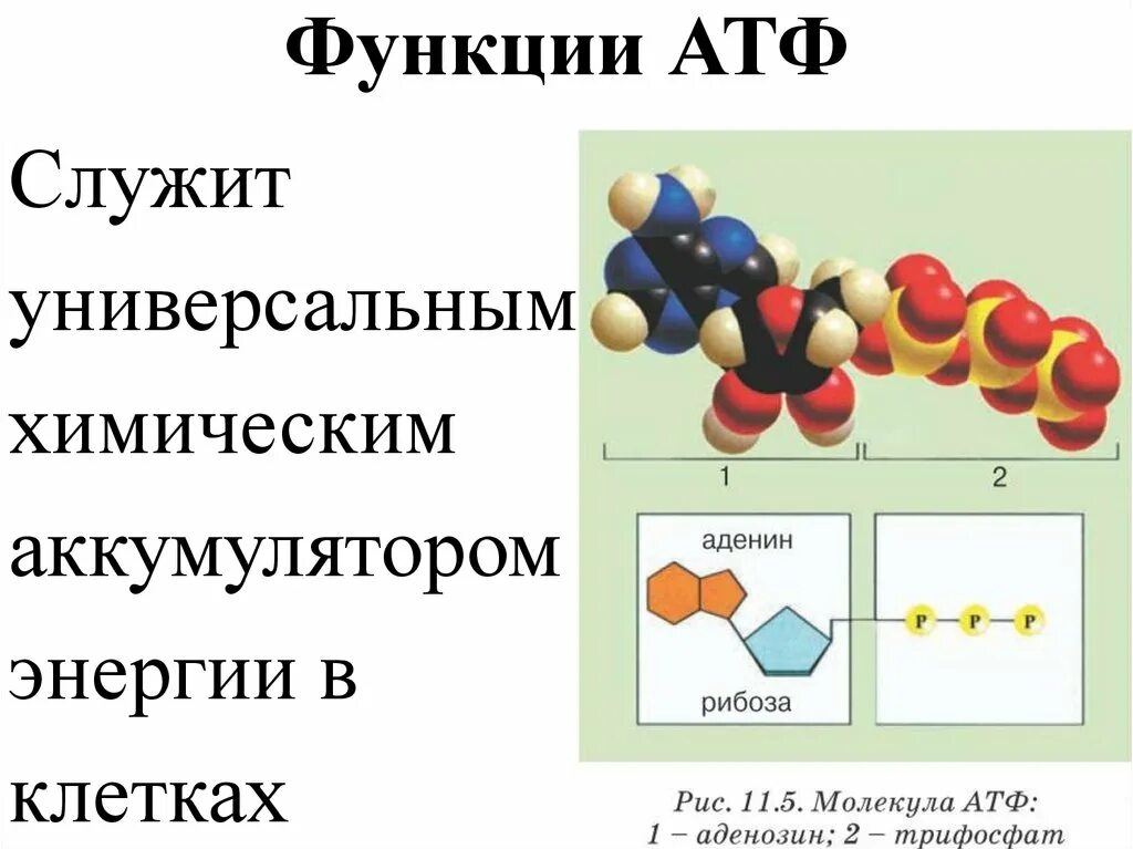 Функции атф. АТФ строение и функции. Строение функции и образование АТФ. Строение АТФ типы химических связей. Структура клетки АТФ.