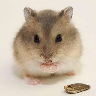 Хомяк на 5 млн сегодня