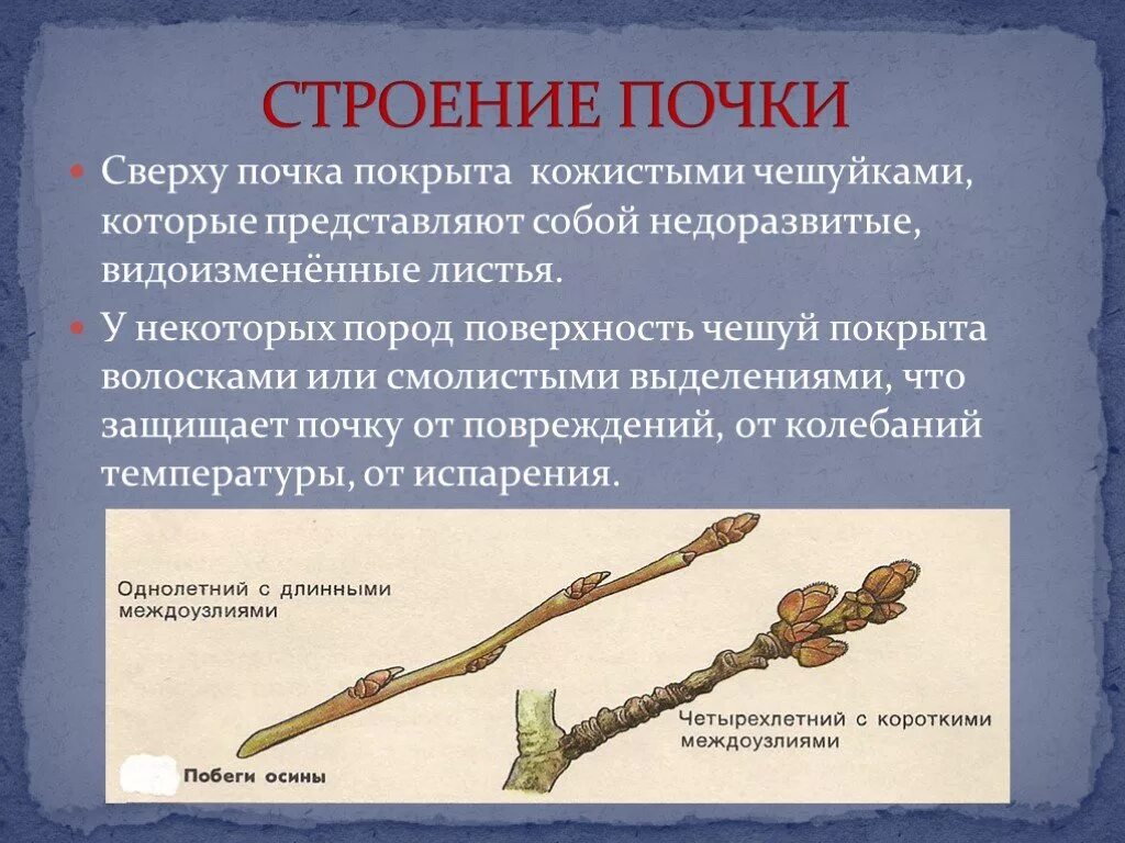 Какую функцию в почке почечные чешуи