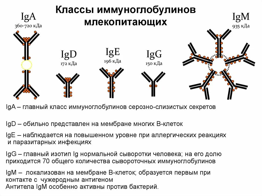 Определение иммуноглобулинов g. Антитела классы структура и функции иммуноглобулинов. Иммуноглобулины. Строение. Классы иммуноглобулинов. Функции различных классов иммуноглобулинов. Антитела иммуноглобулины структура.