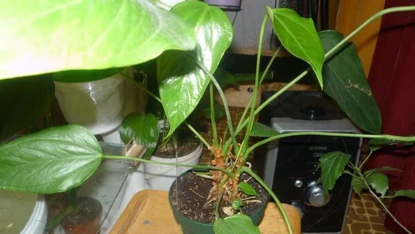 Черенкуем антуриум. Пересадить антуриум. Омоложение антуриума. Пересадка антуриума полив. Антуриум размножение.