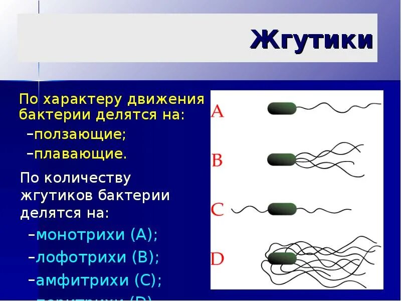 Передвижение бактерий. Монотрихи лофотрихи амфитрихи. Жгутики бактерий. Расположение жгутиков микроорганизмов. Расположение жгутиков у бактерий.