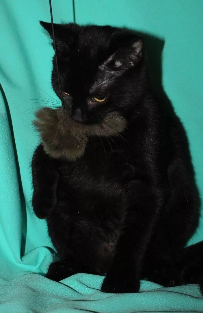 Черный котенок. Котята в добрые чёрные. Чёрные котята в добрые руки. Черная кошечка в добрые руки. Черные котята в добрые