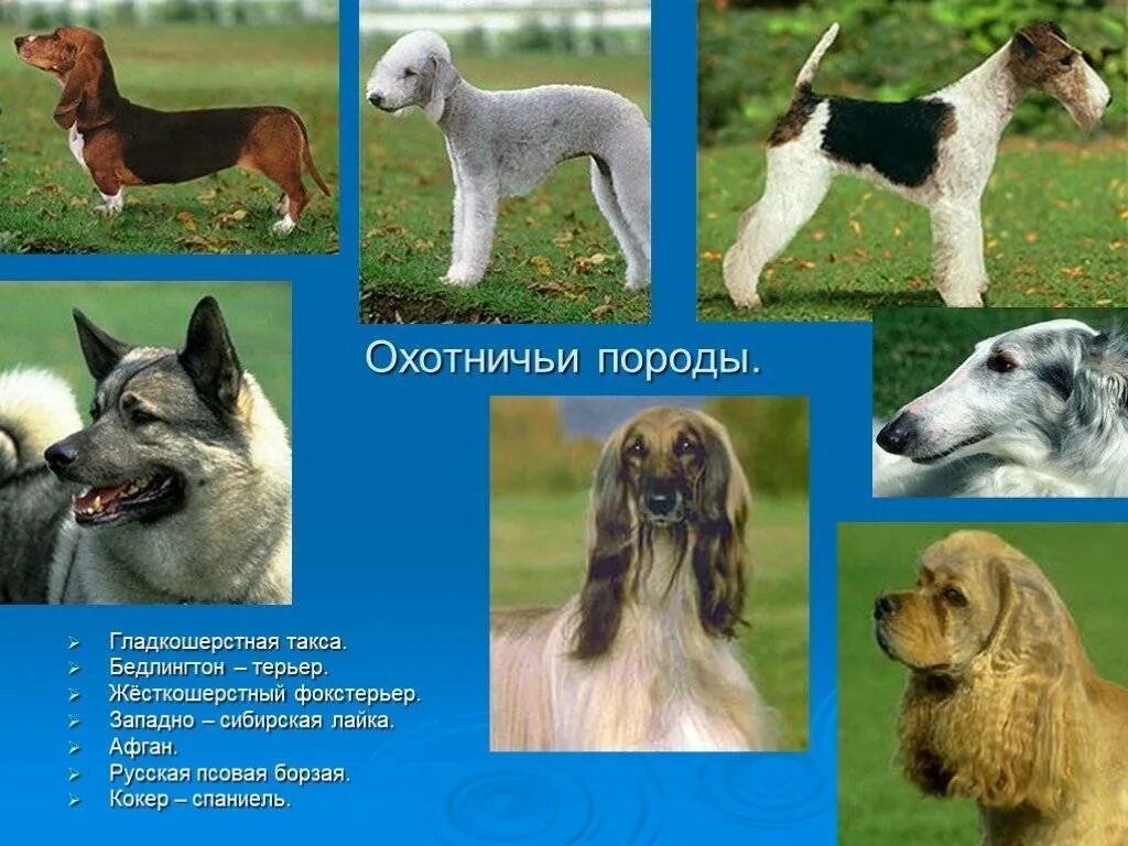 П а с и его типы