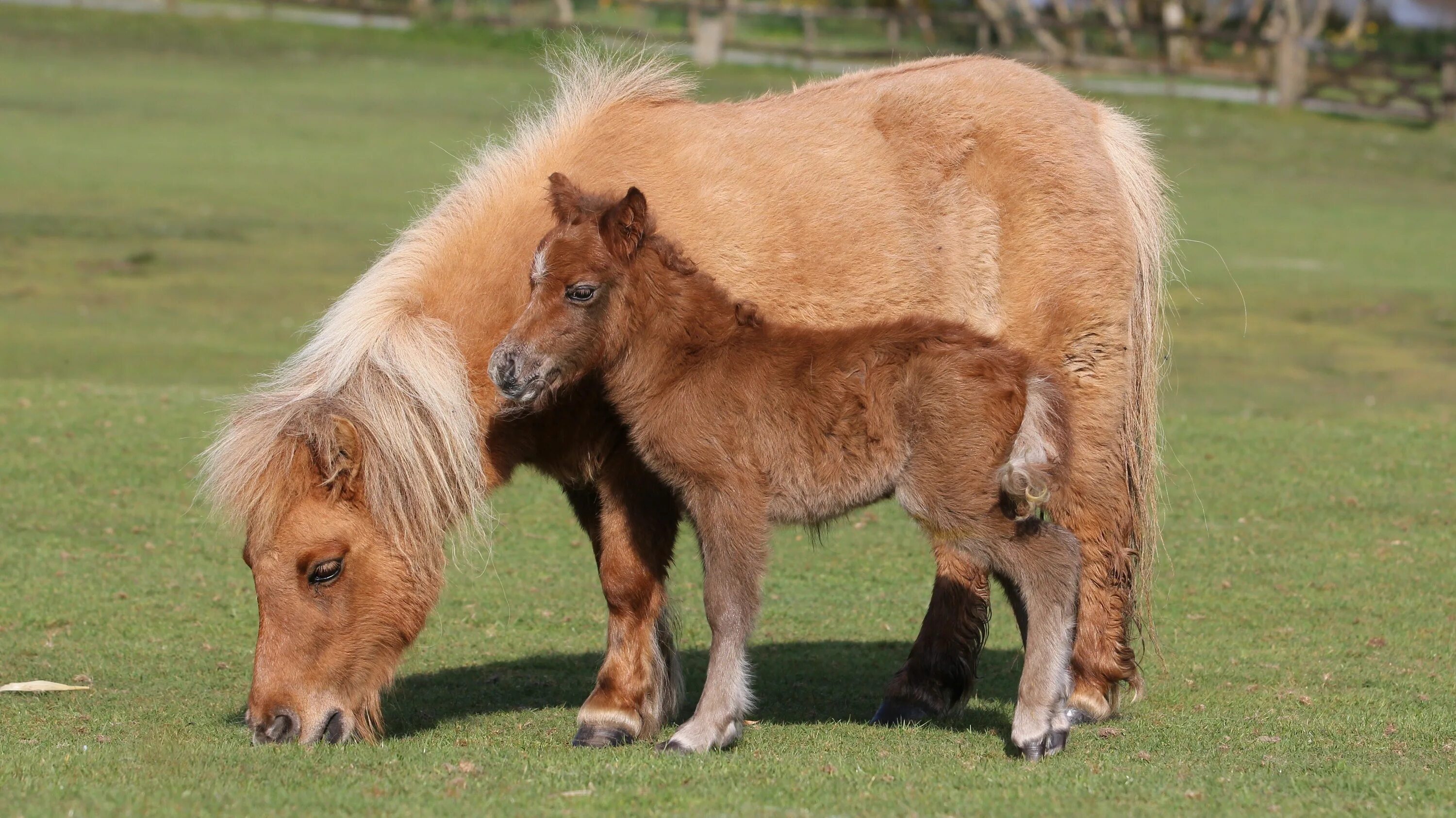Mini pony. Жеребенок Фалабелла. Карликовая лошадка Фалабелла. Пони Фалабелла маленькая лошадь. Шотландский карликовый пони.