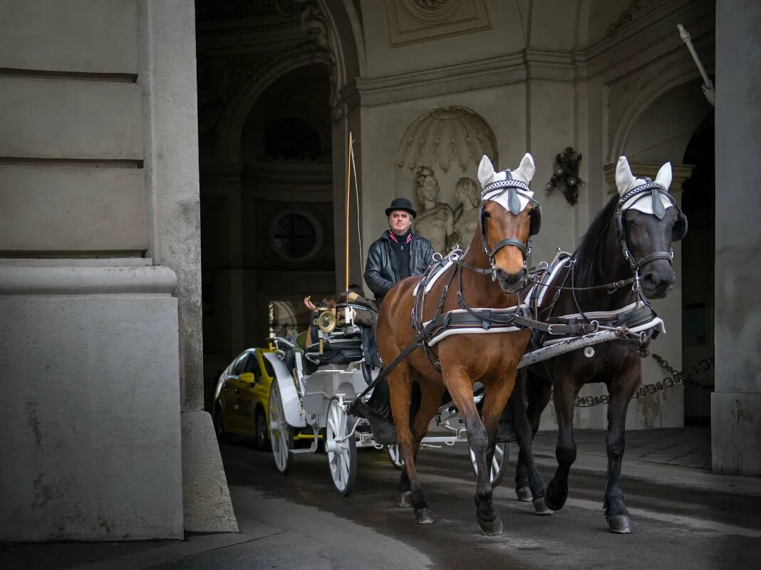 фиакр в вене. фиакр в вене. венские фиакры. фиакр это. фиакр в вене.