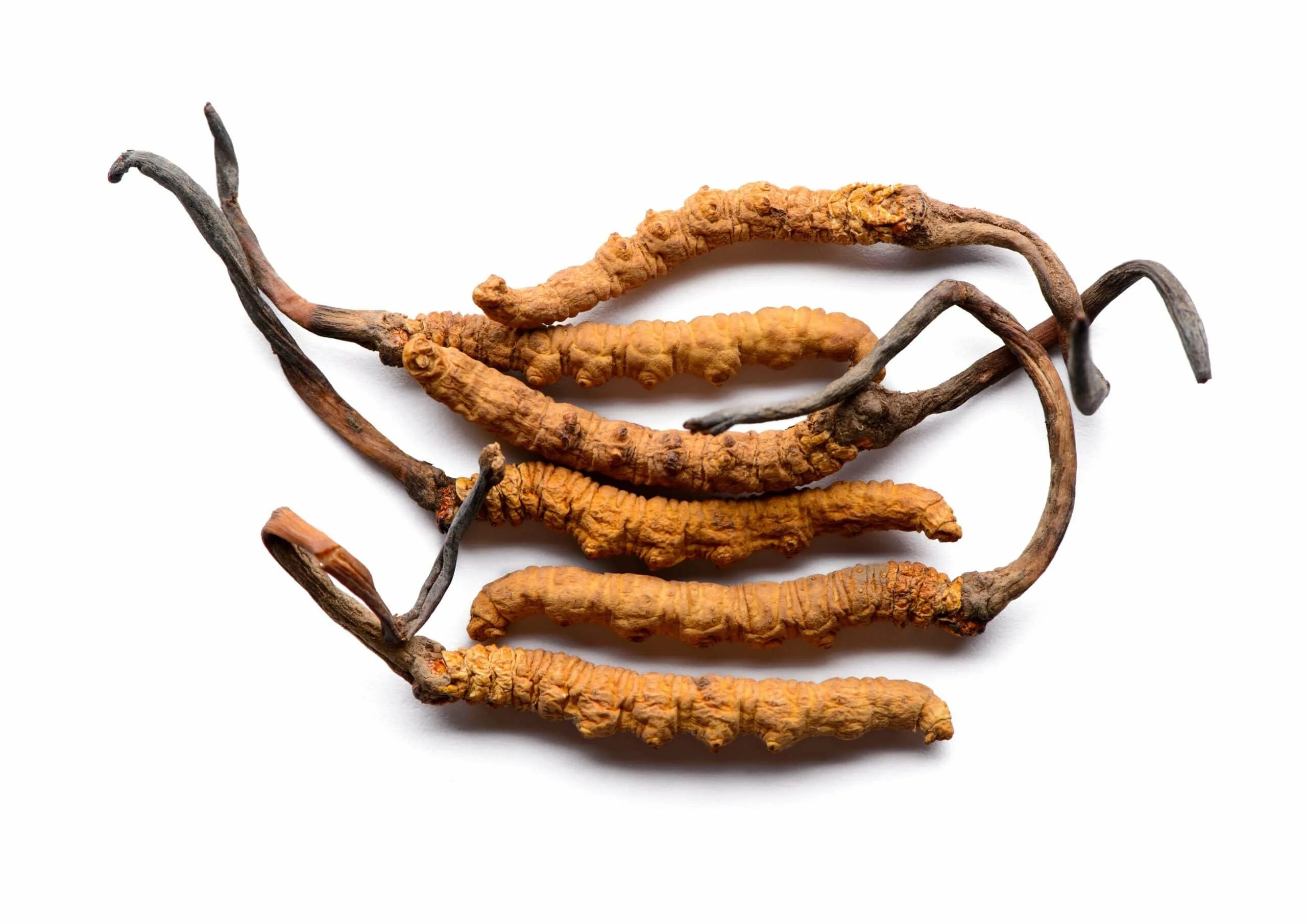 Кордицепс sinensis. Кордицепс китайский гриб. Cordyceps militaris. Wild Cordyceps sinensis. Зеленый кордицепс