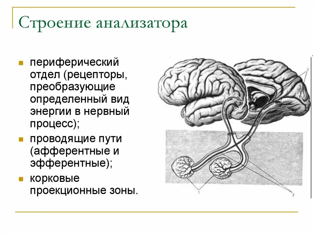 Какие отделы входят в анализатор. Общая схема строения анализаторов. Строение анализатора. Строение аналализатора. Структура анализатора.