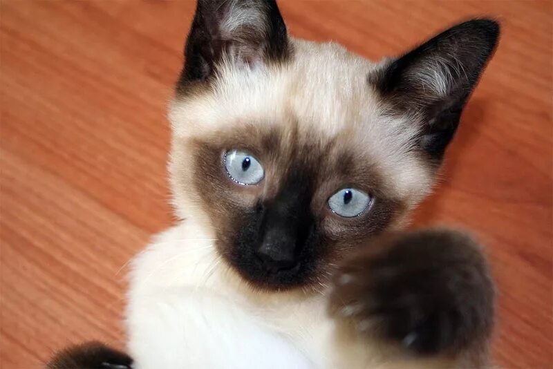 Сиамские котята. Сиамский котёнок мальчик. Тайские котята мальчики. Сиамский котёнок мальчик. Сиамский котёнок мальчик.