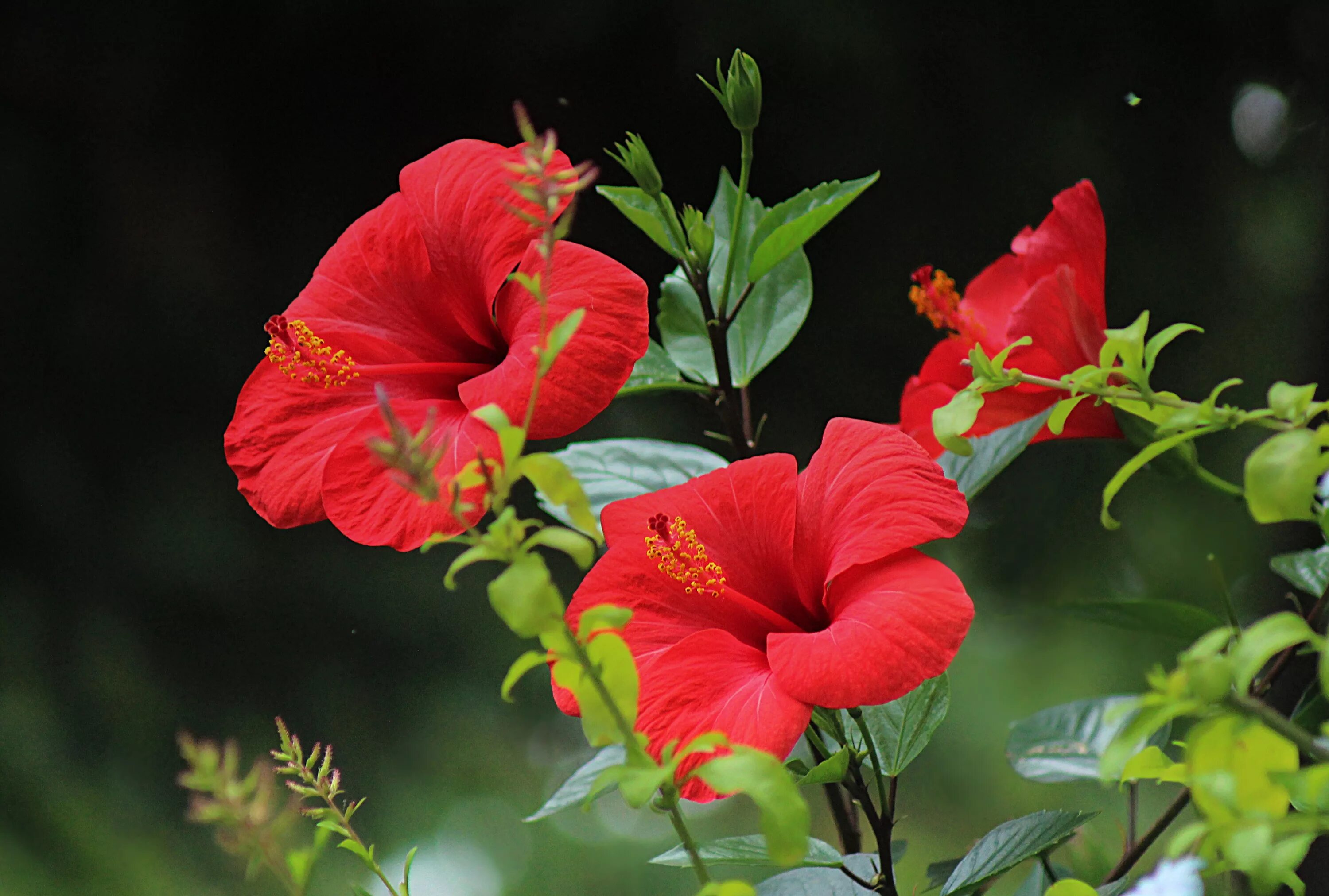 Red plant. Гибискус красный. Цветок гибискуса. Королевский гибискус.