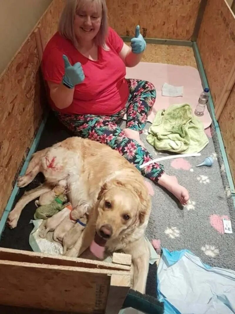 Как собаки рожают щенят. Как собаки рожают щенят. Как собаки рожают щенят. Как собаки рожают щенят. Как собаки рожают щенят.