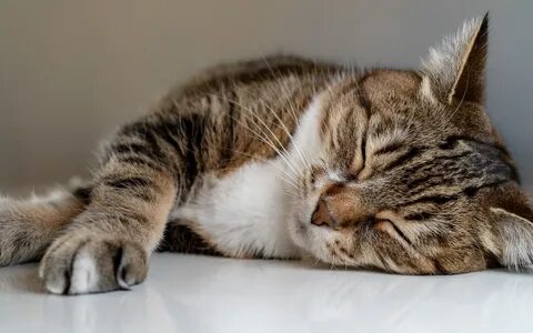 Котом дремотом