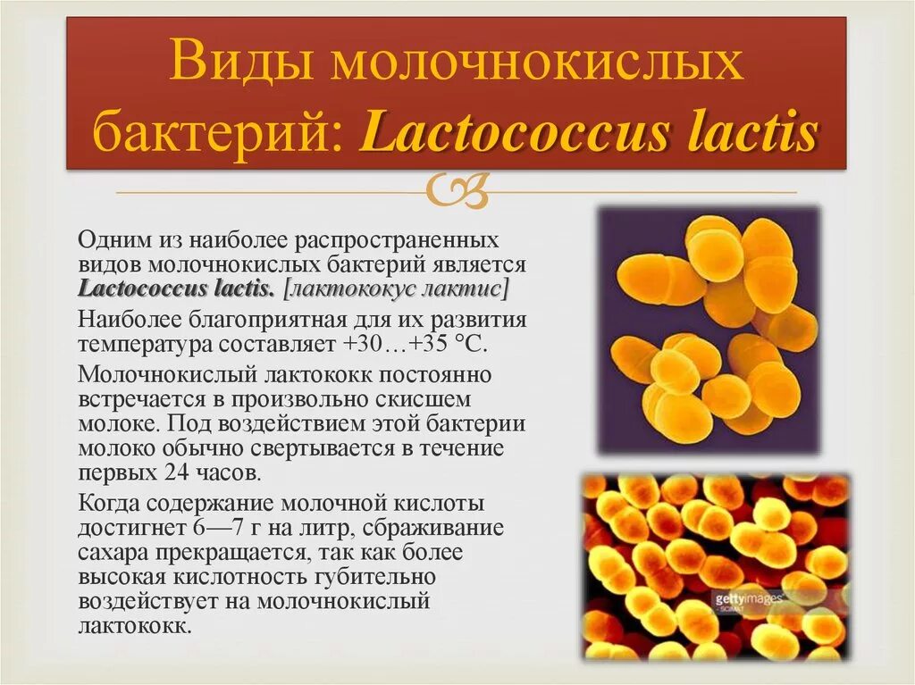 Молочнокислые бактерии при какой температуре. Молочнокислые бактерии Streptococcus lactis. Lactococcus (Streptococcus) lactis. Lactococcus lactis (молочный стрептококк). Колония Lactococcus lactis.