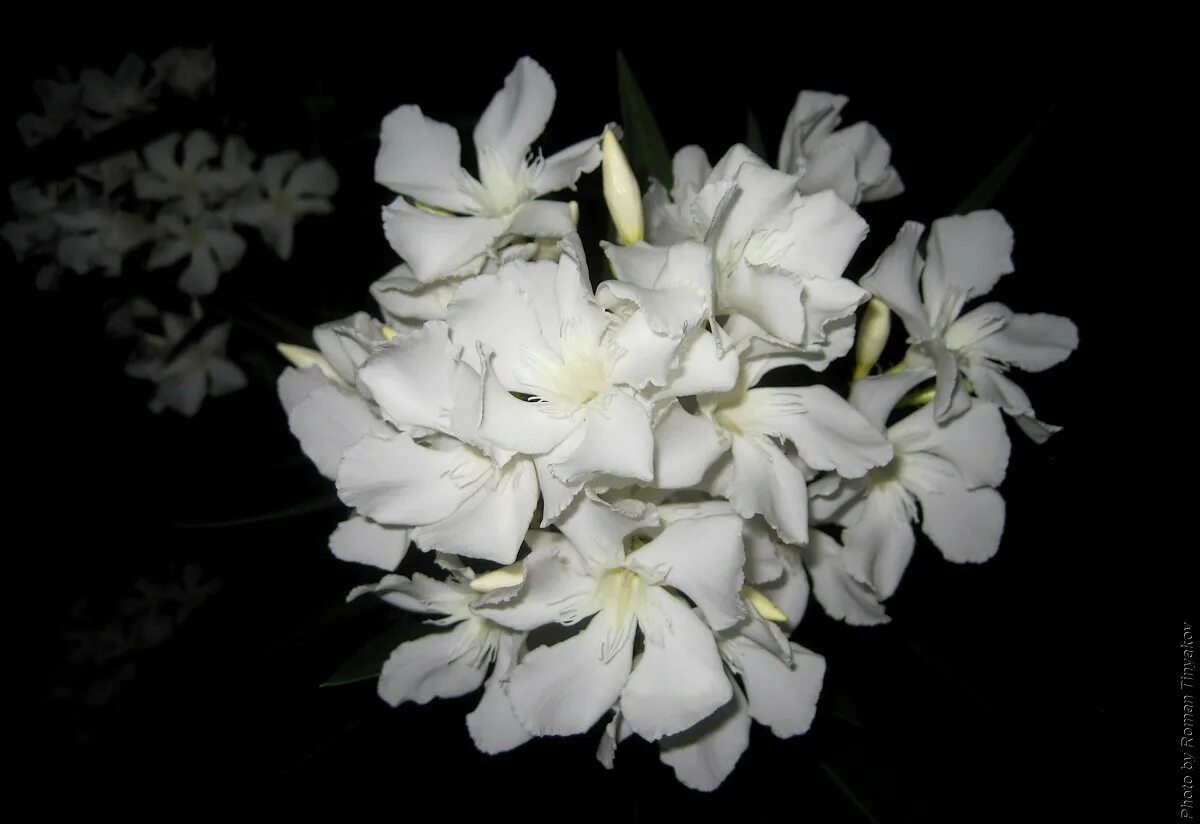 Почему ночью цветы белые. Растения которые распускаются. Кадупул (epiphyllum oxypetalum). Кадупул королева ночи. Цветы которые раскрываются ночью.