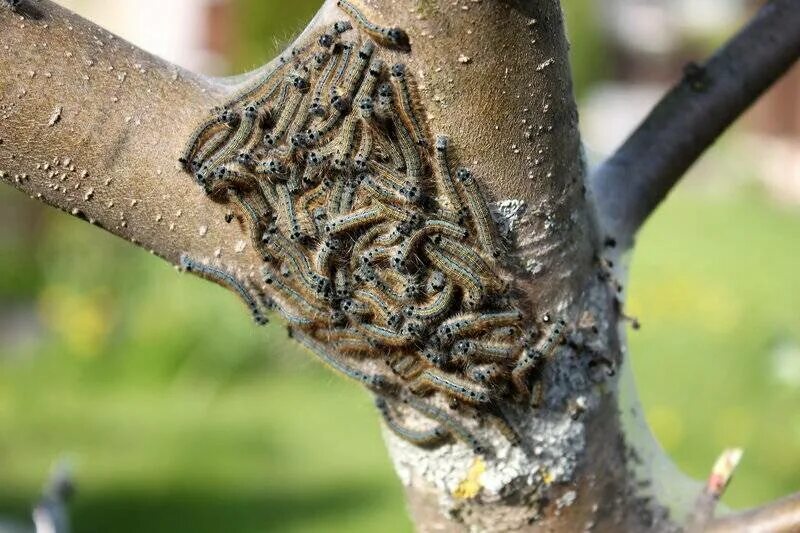 Личинки короеда в коре дерева. Вредители стволов деревьев. Короед жук щитовка. Жуки короеды на яблоне. Жук короед кора дерева.