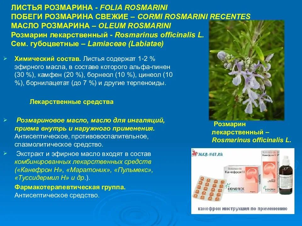 Растение содержащее эфирные масла. Эфирное масло розмарин лекарственный.. лекарственное растительное сырьё. лекарственные растения содержащие эфирные масла. лекарственное сырье содержащее эфирные масла.