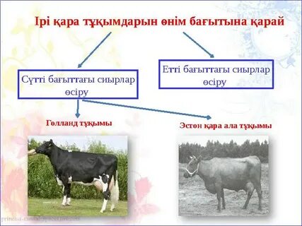 Жұмыста юбка астында