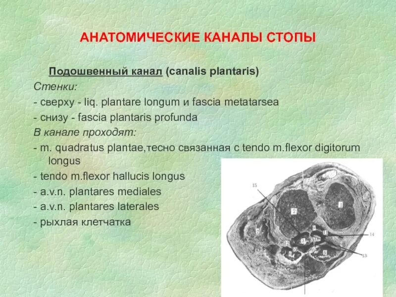 Подошвенный канал. Подошвенный канал содержимое. Каналис ПЛАНТАРИС. Каналы подошвы