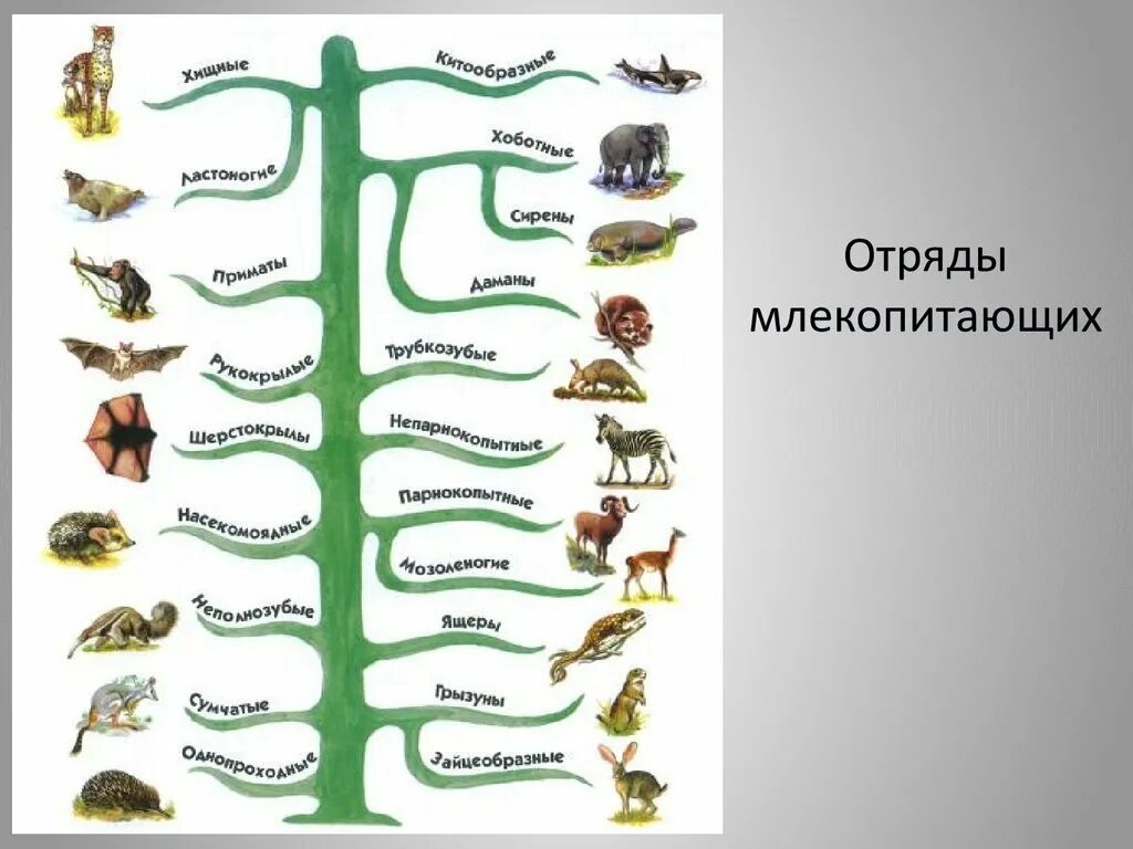 Животные 3 категории. Царство животных классификация схема 3 класс. Систематика царство млекопитающих 7 класс. Отряды млекопитающих схема. Классификация млекопитающих схема.