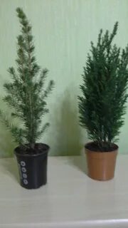 Ель коника домашняя как ухаживать в горшке