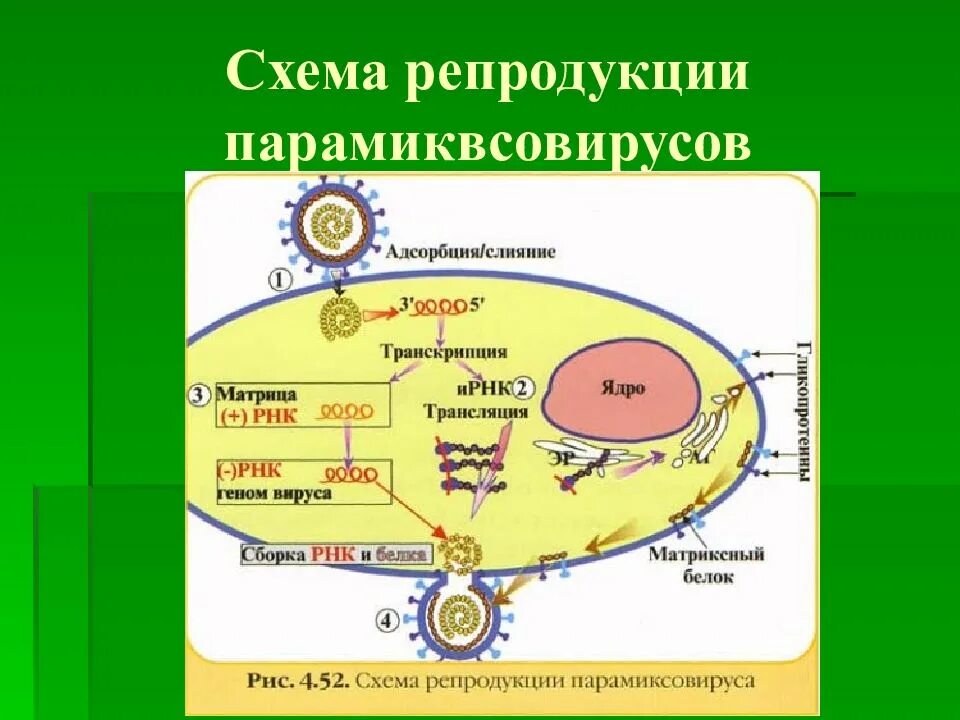 Грипп репродукция. Репродукция ортомиксовирусов. репликация парамиксовирусов схема. репликация ортомиксовирусов. схема репродукции парамиксовируса.