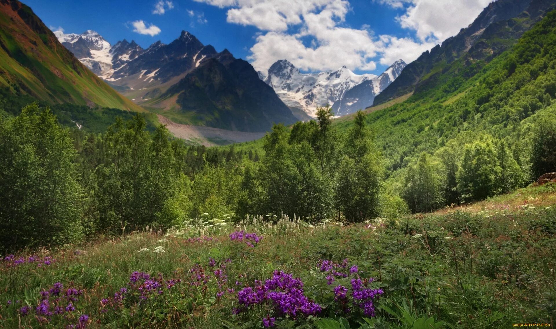 Лес северного кавказа. Альпийские Луга Северной Осетии. Горный Алтай Альпийские Луга. Горы Северного Кавказа. Природа горы Кавказа.