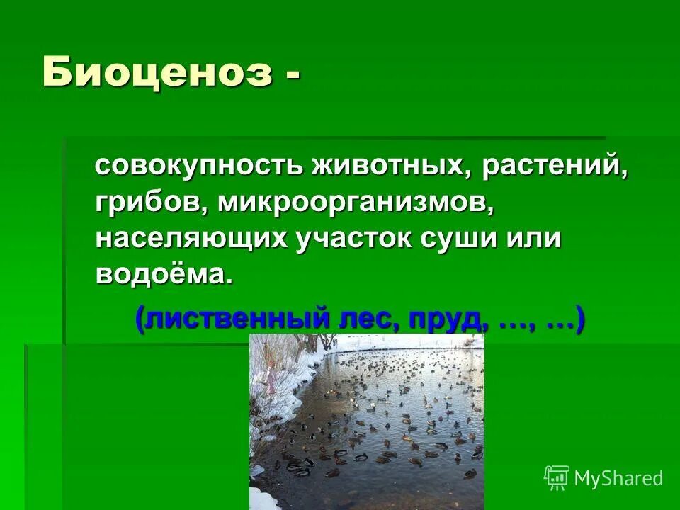 Живые организмы (живое вещество). Совокупность животных на земле. Много животных. Совокупность животных на земле. Сообщество экосистема биоценоз.