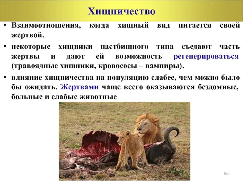 Взаимоотношения животных. Хищничество классификация хищников. хищничество взаимоотношения. взаимоотношения организмов хищничество. биотические факторы хищничество.