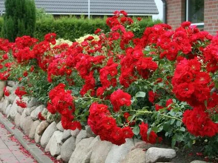 Roses part