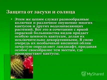 Относительная приспособленность кактуса к среде обитания. Относительная приспособленность кактуса к среде обитания
