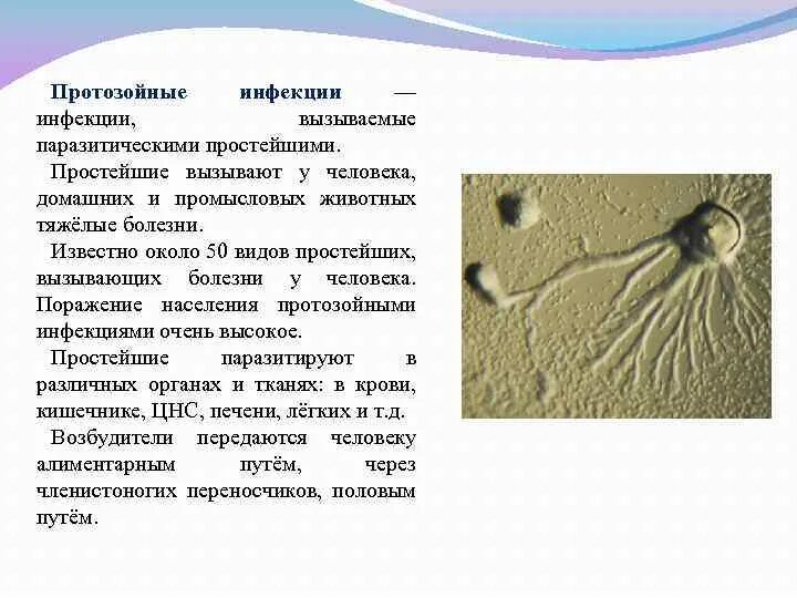 Заболевания вызванные простейшими у человека. Паразитов простейших вызываемые заболевания. Заболевания человека и животных вызываемые простейшими. "Заболевания, вызываемые простейшими животными". Инфекции вызванные простейшими