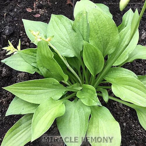 Хоста миракл. Хоста миракл лемони. хоста лимонное чудо. hosta miracle lemony. хоста миракл лемони miracle lemony.