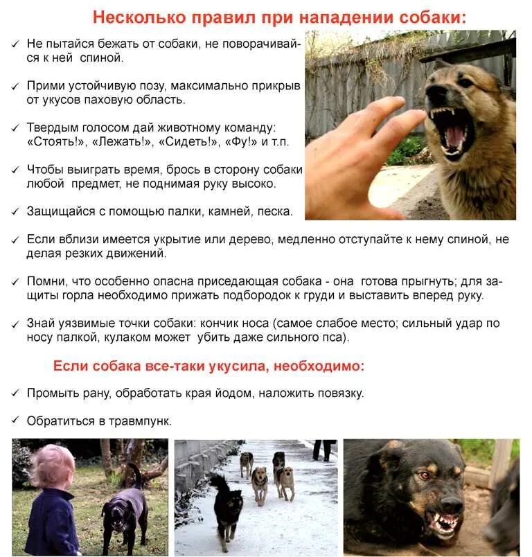 Если укусила собака что грозит хозяину собаки. Мероприятия по профилактике бешенства. Укол после укуса собаки. Что сделать если укусила собака. Что делать если укусила собака домашняя.