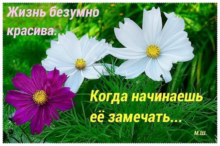 Жизнь замечательна и удивительна если замечать и удивляться. Мир позитива. Высказывания жизнь прекрасна и удивительна. Жизнь прекрасна. Афоризмы жизнь прекрасна и удивительна.