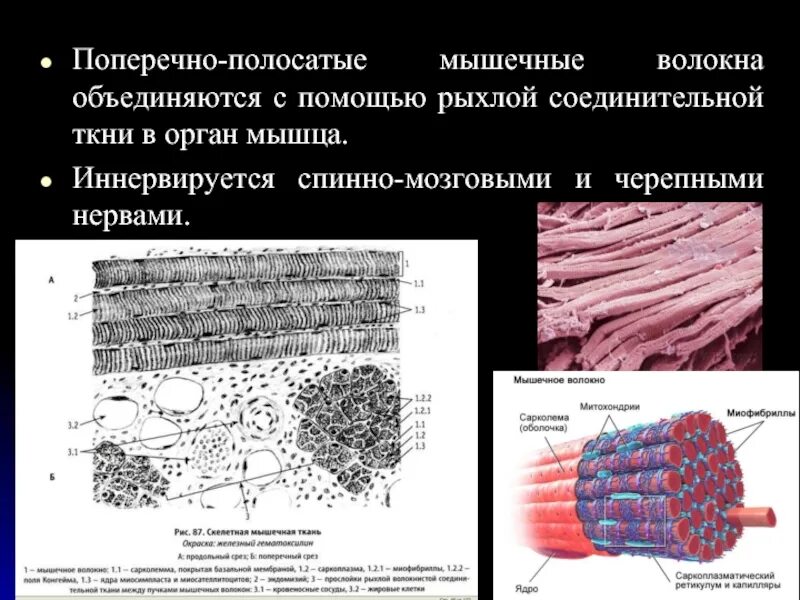 Поперечнополосатая скелетная мышечная ткань регенерация. Клетка поперечнополосатой мышечной скелетной ткани. Поперечно-полосатая скелетная мышечная ткань миофибриллы. Поперечно полосатые мышечные волокна. Строение поперечно полосатой мускулатуры.