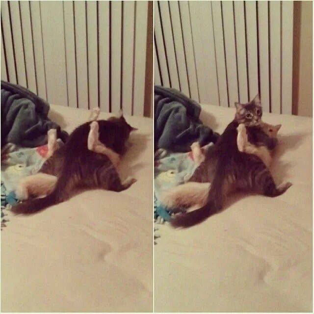 Пошлые мемы с котами