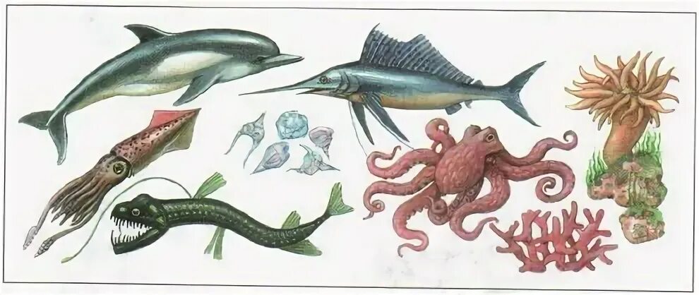 Назовите изображенные организмы. Морские организмы 5 класс. Природные сообщества море и океан. Живые организмы морей и океанов.