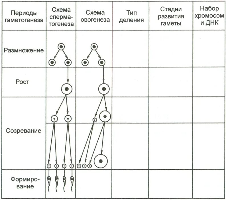 Образование половых клеток гаметогенез таблица. Стадии гаметогенеза схема. Периоды гаметогенеза схема. Гаметогенез особенности и отличия таблица.