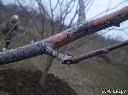 С потемневших ветвей